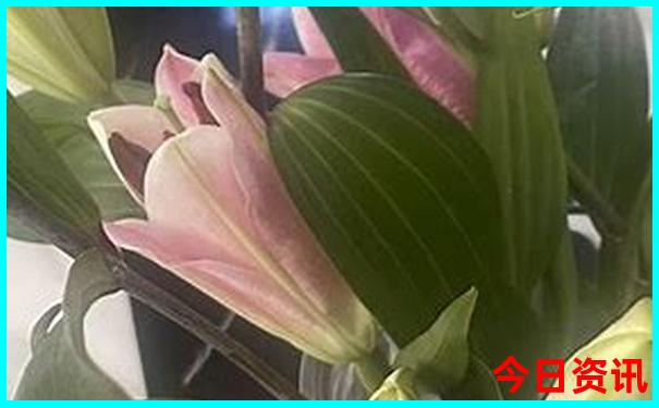 攀枝花夏季凉爽的地方